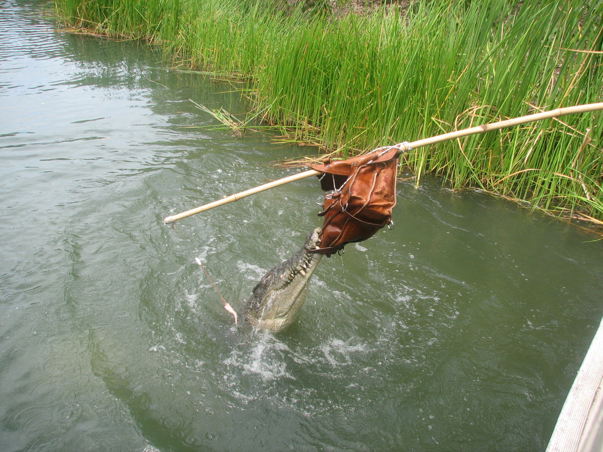 Large Classic Leather Briefcase in Chestnut dangled from a pole as a crocodile leaps from the river to bite it