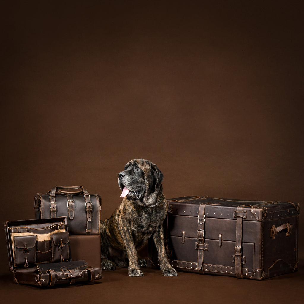 Leather Trunk in Dark Coffee Brown beside a large brindle mastiff and other Saddleback leather bags