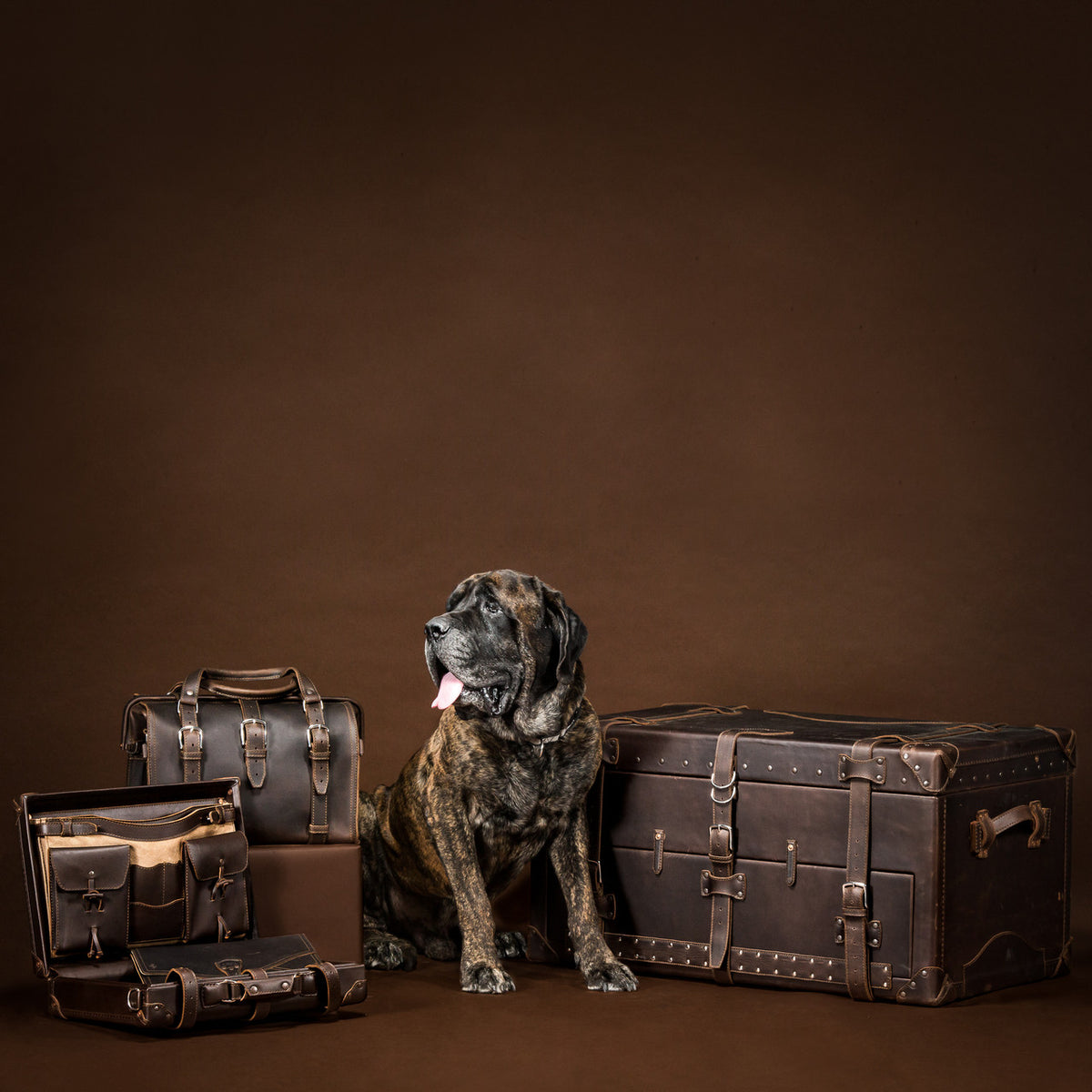 Leather Trunk in Dark Coffee Brown beside a large brindle mastiff and other Saddleback leather bags
