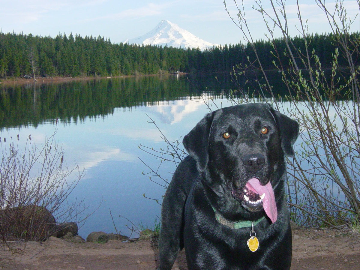 Blue panting at the edge of a still lake, a snow-capped mountain and pine forest reflected in the water behind him.