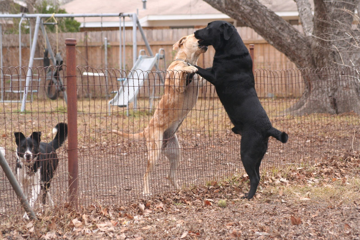 Blue standing up on his hind legs at a wire fence, nose to nose with a tan dog on the other side, while a black and white dog looks on.