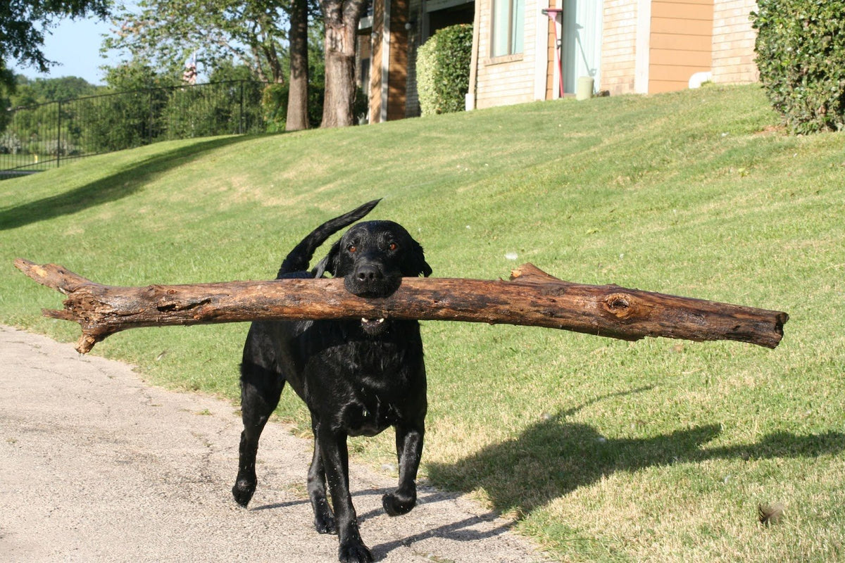Blue trotting along a path beside a grassy slope, carrying a branch several times longer than he is in his mouth.