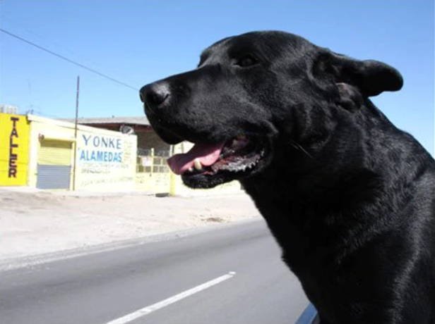 A close-up of Blue with his head out of a car window, passing a roadside workshop with signs reading Taller and Yonke Alamedas.