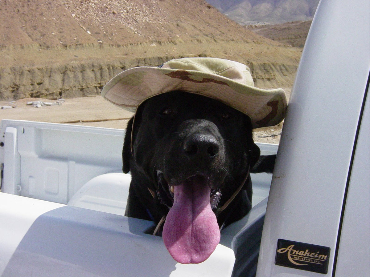 Blue wearing a desert-camouflage bucket hat, tongue hanging out, looking over the side of a white pickup.