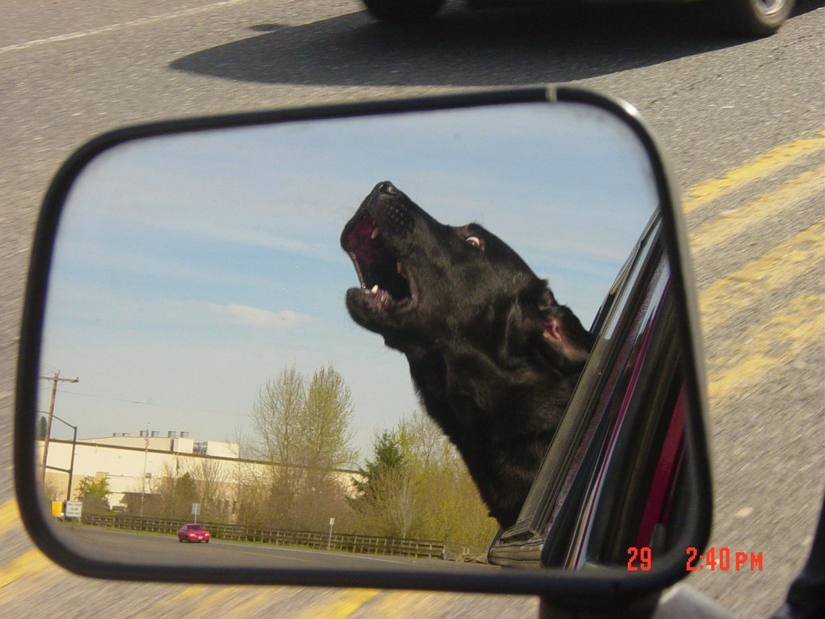 A car's side mirror reflecting Blue with his head out of the window, mouth open to the wind.