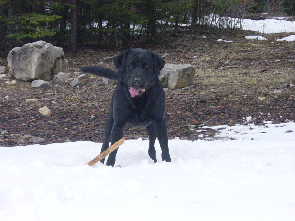 Blue standing in the snow at the edge of a wood, a stick at his feet and his tongue out.
