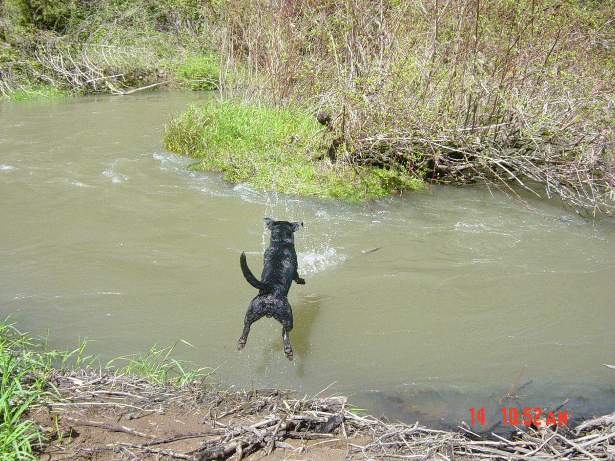 Blue in mid-leap over a muddy river, about to splash down near a grassy island.