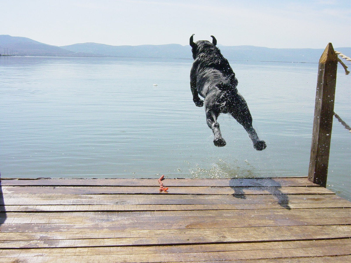 Blue leaping off the end of a wooden dock into a calm lake, mountains on the far shore.