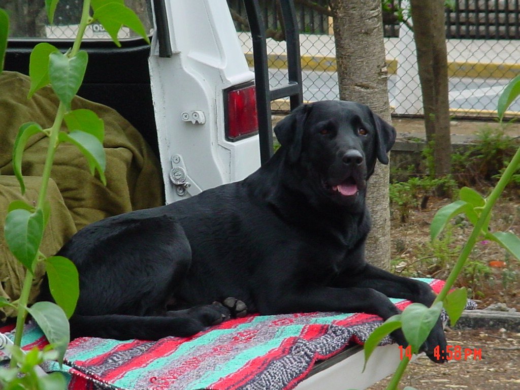 Blue lying on a striped blanket on the open tailgate of a white pickup, looking at the camera.