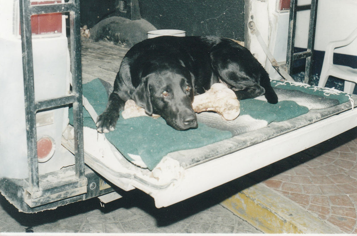 Blue lying on a green blanket in the back of a truck, his head resting on a large bone.