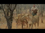 Walking with Lions and Leather Flight Bag in Africa